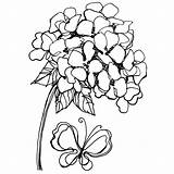 Hydrangeas Hydrangea sketch template