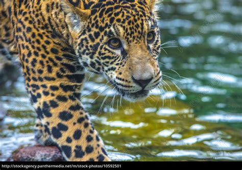 beautiful young jaguar cat stock photo  panthermedia