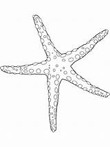 Coloring Seastar Sea Star Pages Color Animals Colouring Printable Popular Animal Sheet sketch template