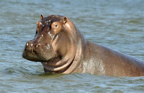 zimbabwe hippos