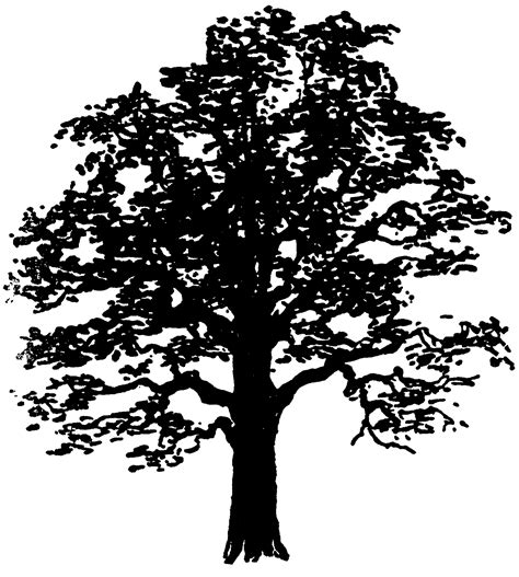 tree clipart trees images   graphics fairy