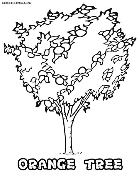 orange tree coloring page coloring home