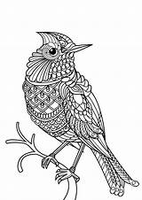 Colorare Uccelli Cinghiale Disegno Stampae sketch template