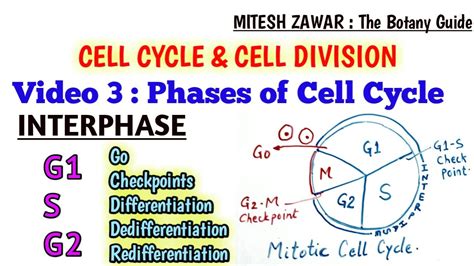 interphase  mitotic cell cycle phases  cell cycle