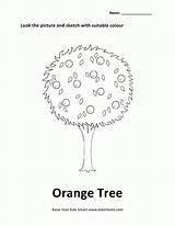 Orange Tree Worksheet Colouring Coloring sketch template