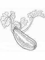 Squash Coloring Pages Vegetables Recommended Color sketch template