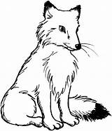 Fuchs Zorros Malvorlage Malvorlagen Artic Mewarnai Hewan Wald Tiere 1369 Malen Sketsa Eichhörnchen Foxes Wildschwein sketch template