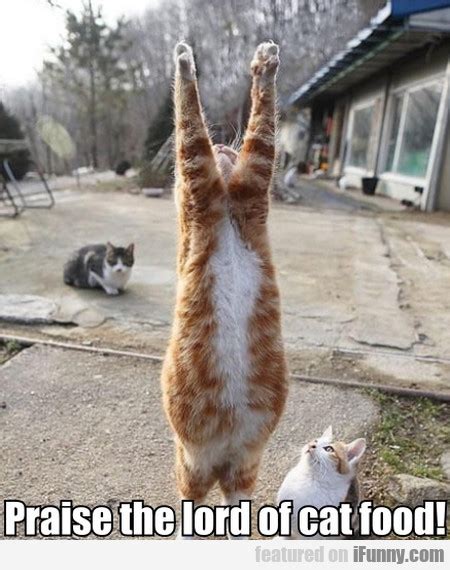 praise the lord of cat food funny cats and kittens