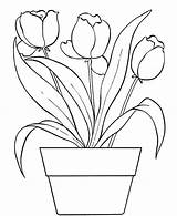 Pot Coloring Flower Tulips Pages Drawing Plant Beautiful Leaf Draw Colouring Color Kids Getdrawings Cliparts sketch template