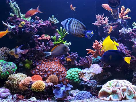 saltwater aquarium products     spruce pets sajy