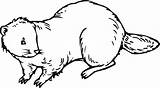Beaver Coloring Pages Animals Tail Flat sketch template