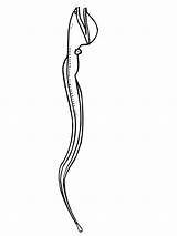 Colorare Disegni Anguille Anguilles sketch template