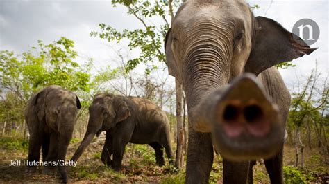 elephants   nose  portion size