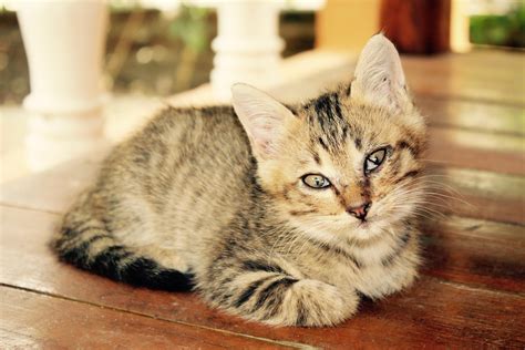 picture cat cute pet kitten fur animal feline domestic cat