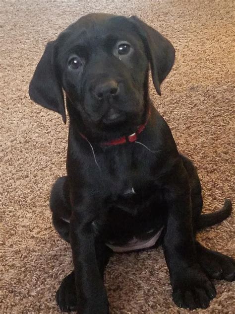 german shorthaired pointer lab mix puppies german shorthaired pointer