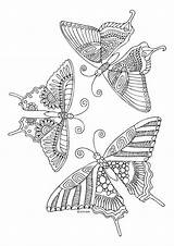 Coloring Butterfly Pages Butterflies Book Mandala Katerina Kittens Origami Animal Drawing Paper Adult Tattoo Designs Imprimir Para sketch template