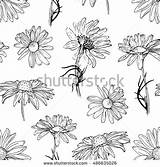 Rudbeckia Coloring Designlooter Botanical Seamless Herbal Chamomile Drawn Flower Pattern Illustration Hand Background 470px 75kb sketch template