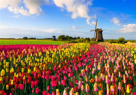 tulips  windmills stock photo  image  istock