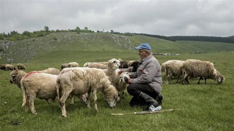 schapen schapen