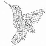 Kolibri Hummingbird sketch template