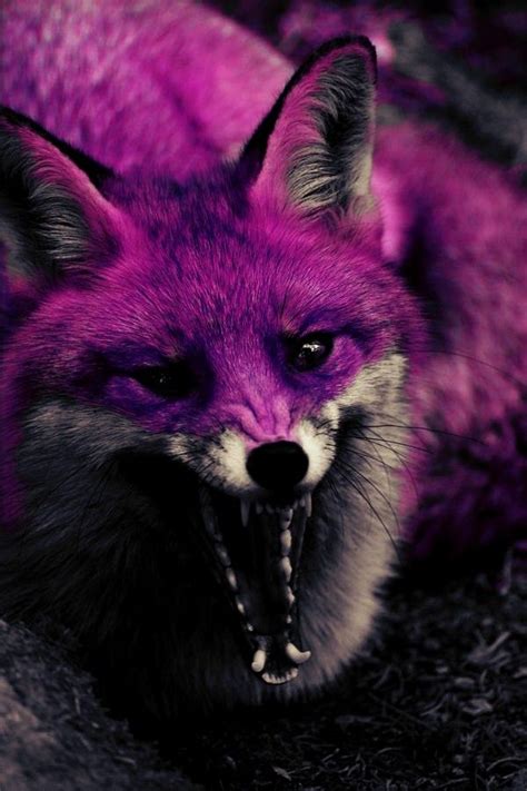 pin  andreea alexandra duduiala  arta   fox purple animals
