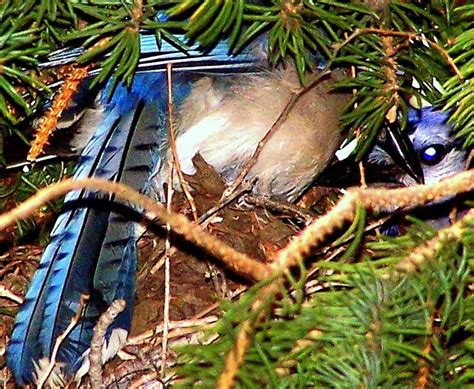 blue jay pair  nest photograph