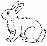 Colorat Desene Planse Coloring Iepure Bunny Rabbits Easter Colouring Pages Rabbit Animal Drawing sketch template