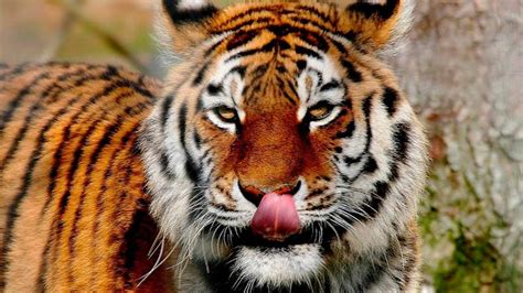 el tigre es el felino mas grande tvn kids sabias  television