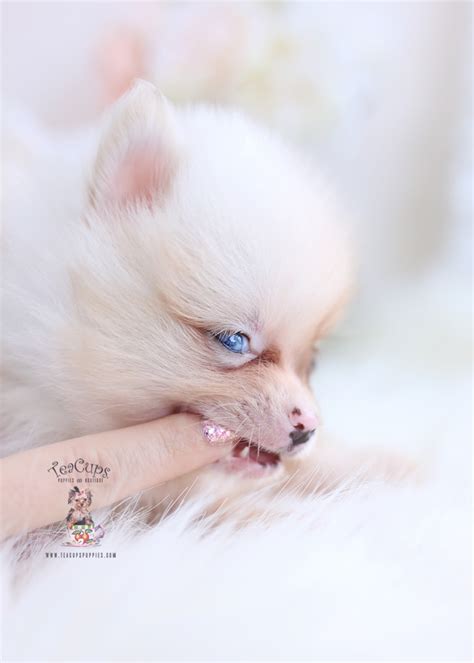 blue eyed pomeranian puppies teacup puppies and boutique