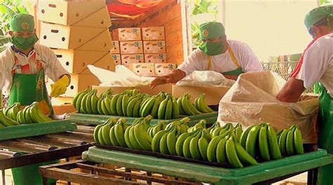 Exportaciones Nacionales De Bananos Ya Superan Los Us 127 8 Millones
