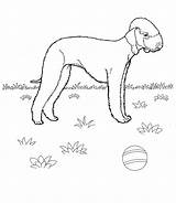 Pages Coloring English Mastiff Printable Bulldog Getcolorings sketch template