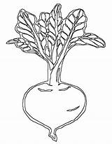 Beet Coloring Pages Coloringway sketch template