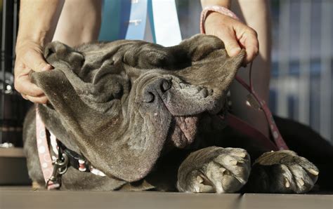 meet martha  big lazy gassy winner  worlds ugliest dog contest