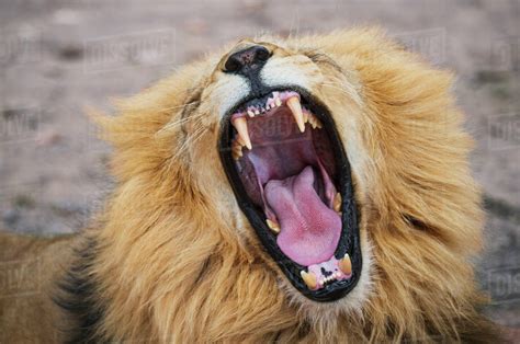 close   lion roaring  national park stock photo dissolve