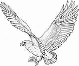 Falcon Flying Coloring Pages Eagle Kids Printable Template Color sketch template
