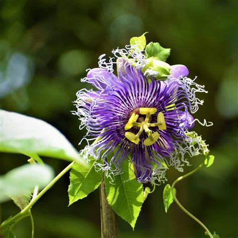Passion Flower Pasiflora Incarnata Purple Plant