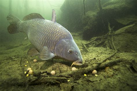 karpfen angeln cyprinus carpio alle infos zum fisch