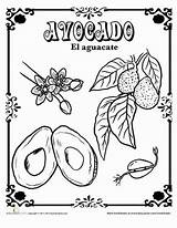 Coloring Education Spanish Avocado Seed sketch template