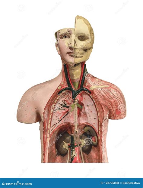 anatomie menselijk lichaam modelisolated stock foto image  hersenen  xxx hot girl