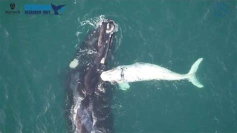 drone captures rare footage of white whale calf having a frolic with mum
