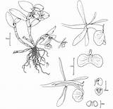 Epidendrum Bobby 1994 Difforme Christenson Angel Drawing Type Group sketch template