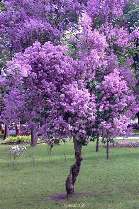 purple tree pinteres
