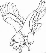 Aigle Coloriage Eagle Faucon Oiseaux Proie Animaux Coloriages Colorier Falcon Aquila Disegno Attraper Aquile Templates Colorare Oiseau Les Aguila Eagle4 sketch template