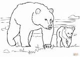 Coloring Grizzly Bear Pages Family Bears Coloriage Printable Polar Print Supercoloring Book Dessiner Alaskan Color Drawing Sheets Visit Pdf Searchlock sketch template