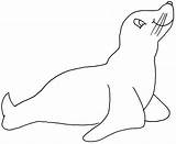 Draw Seal Coloring sketch template