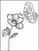 Flores Colorir Prints Lindos sketch template