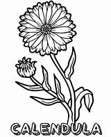 Coloring Calendula Pages Flowers Print Flower Topcoloringpages sketch template