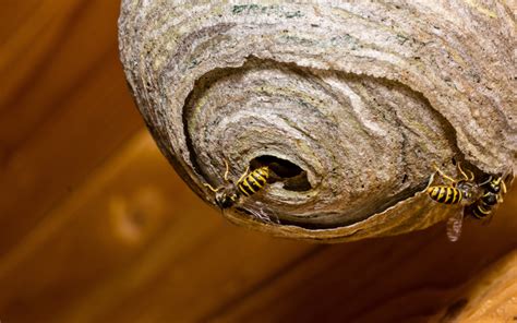 Wasp Nest Removal Insect Control Pest And Bird Control