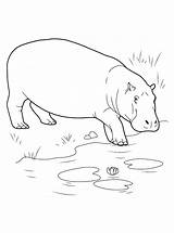 Wild Coloring Animals Pages Hippo Kids Water Print sketch template