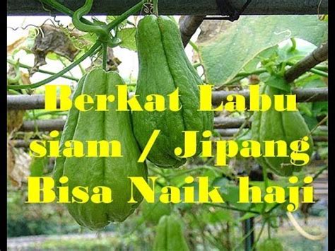 percobaan penanaman labu kuning  labu siamcara menanam labu